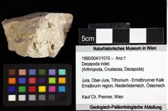 Foto (Objket + Etiketten) von Decapoda indet. 